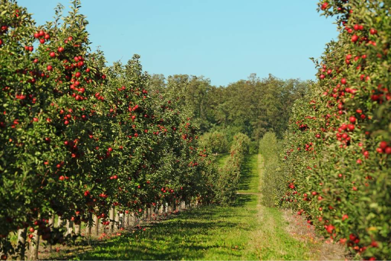 Agriculture